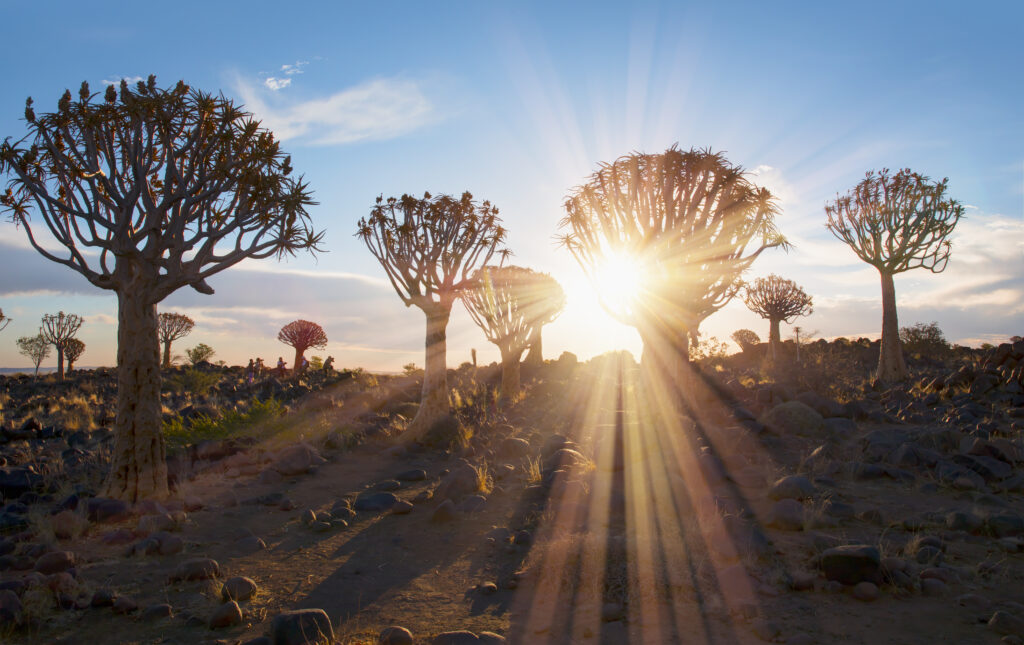 Que faire en Namibie ? Quiver Tree Forest