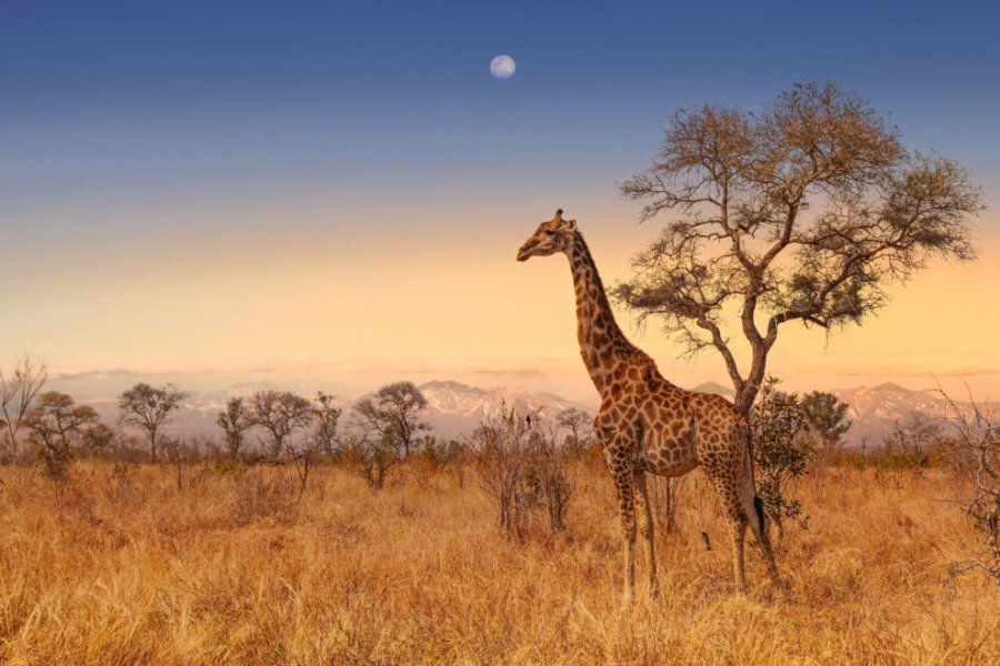 Que faire, que voir en Afrique du Sud ? Les 25 incontournables à visiter en 2025