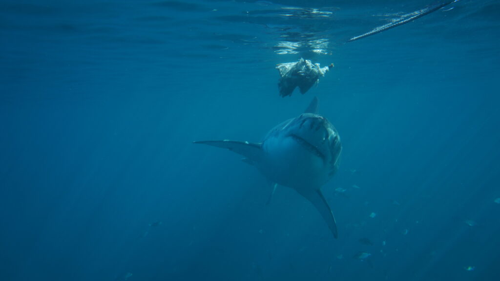 Grand requin blanc