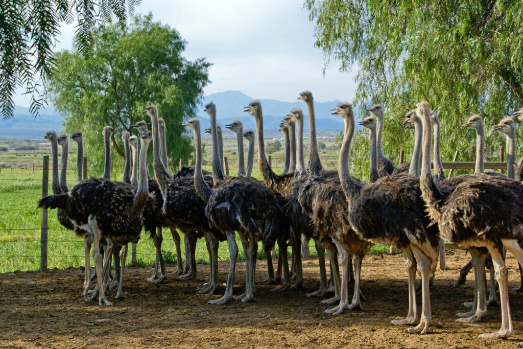 Le pays des autruches à Oudtshoorn 