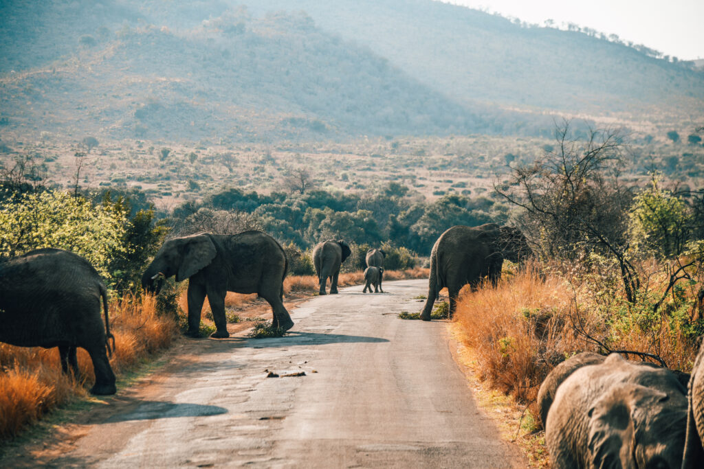 Éléphants dans le Parc National Pilanesberg 