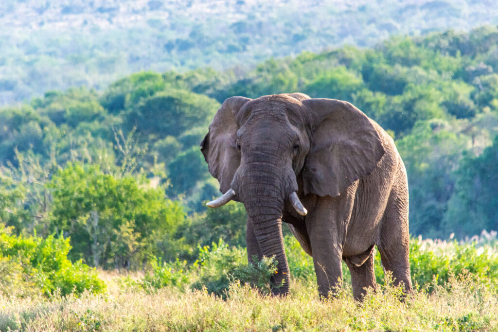 Éléphant dans la réserve de Hluhluwe-Umfolozi