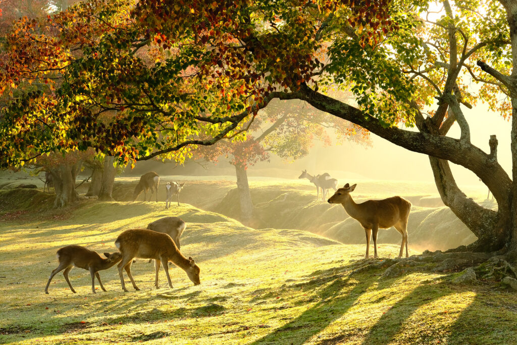 Nara - Japon