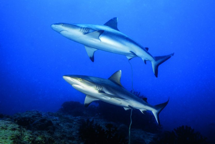 - © ODYSSEA DIVE CENTRE