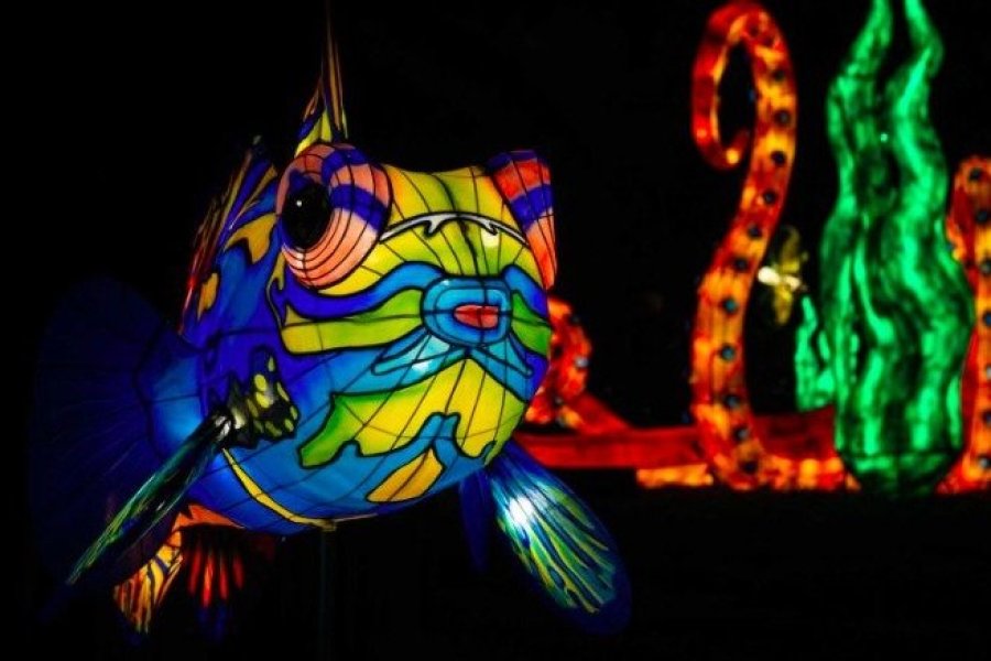 Océan en voie d'illumination, un festival lumineux au Jardin des Plantes