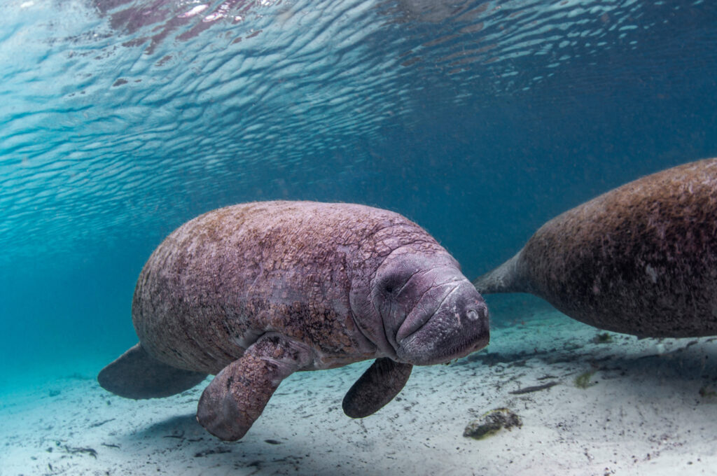 Lamantins dans la Crystal River