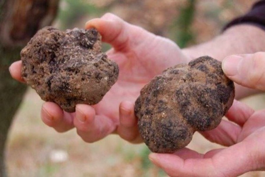 Carpentras célèbre la truffe avant les fêtes de fin d'année