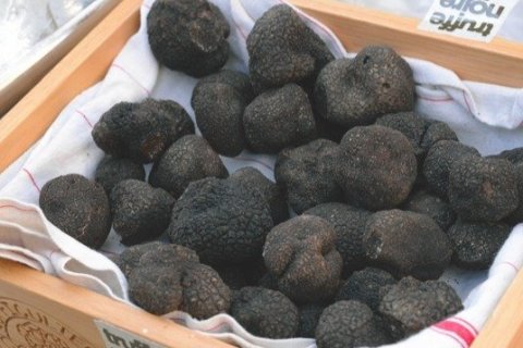 Carcassonne, autre destination de la truffe