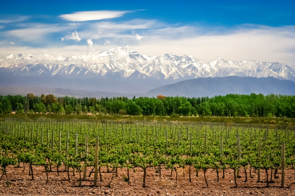 Vignoble près de Mendoza