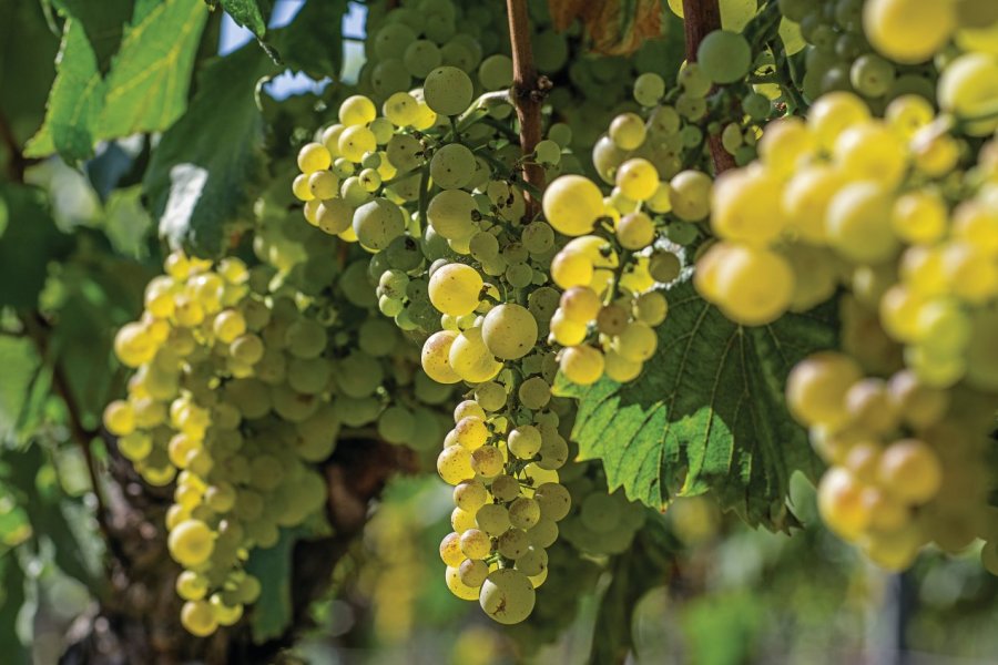 La Saint-Vincent tournante de Gevrey-Chambertin, une tradition bourguignonne