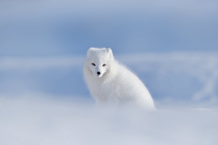 - © Ondrej Prosicky - Shutterstock.com
