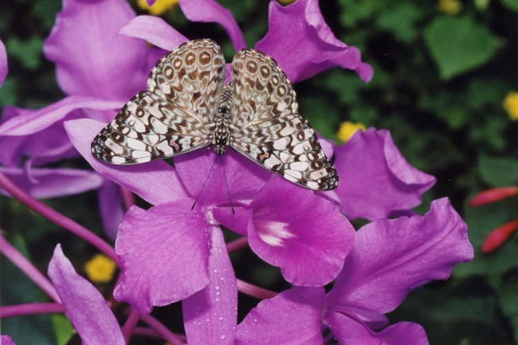 Hamadryas sur orchidées - © DR