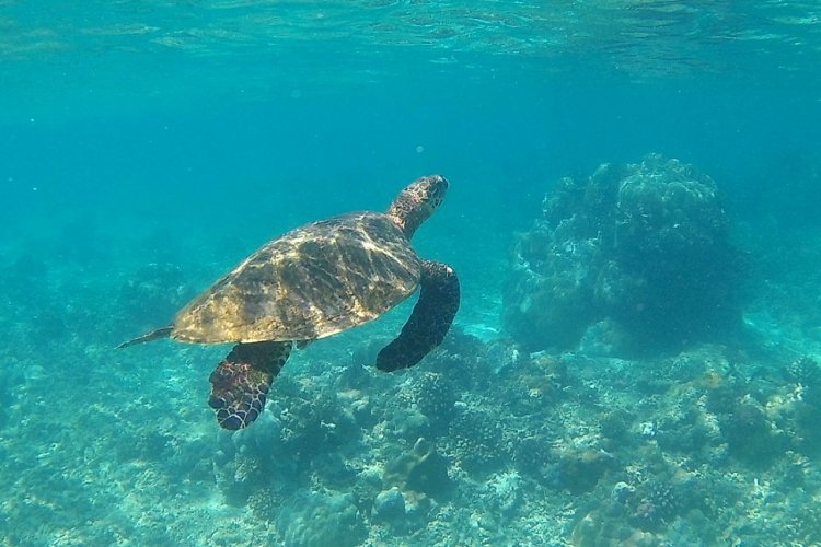 Fonds marins près d'Inhaca - © Mussiro Trips