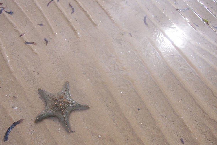 A Inhaca, les plages sont immaculées - © Mussiro Trips