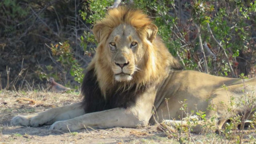 Kruger Park - © Mussiro Trips