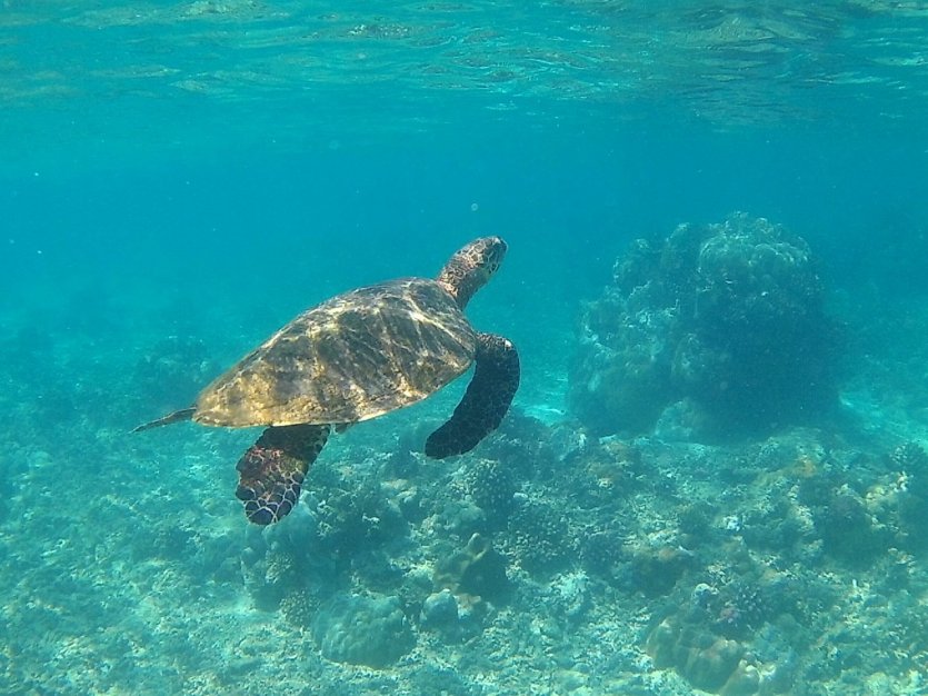 Fonds marins près d'Inhaca - © Mussiro Trips