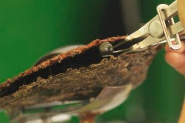 La délicate opération de l'extraction d'une perle