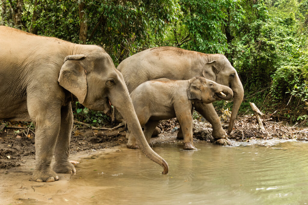 Éléphants en baignade près de Chiang Mai - Thaïlande du Nord
