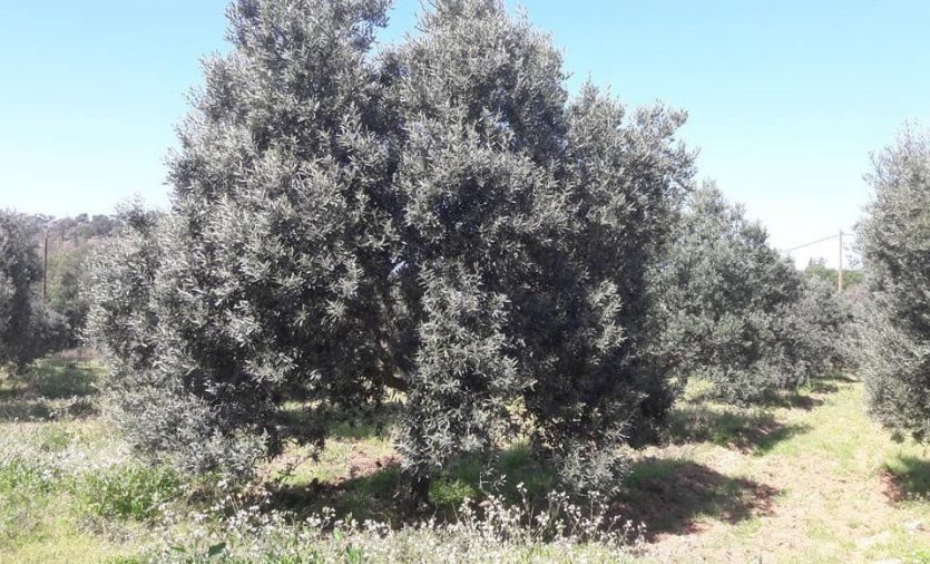 Les oliviers du Domaine du Jasson - © Domaine du Jasson