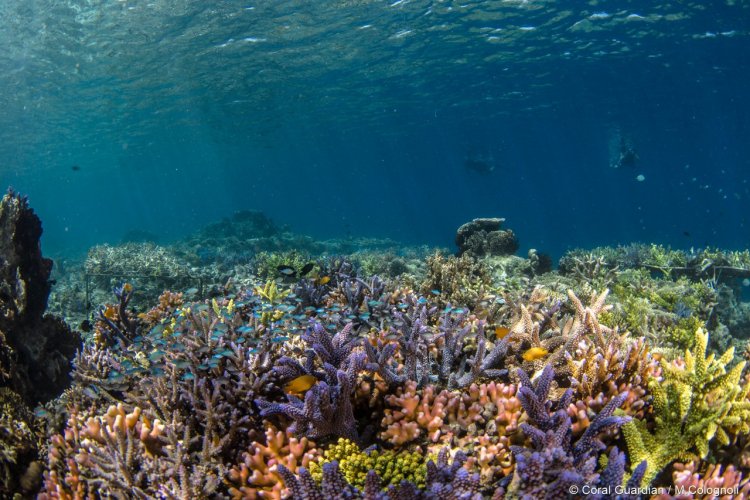 - © Coral Guardian
