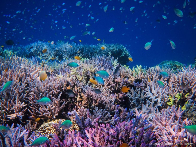 corail de polynésie