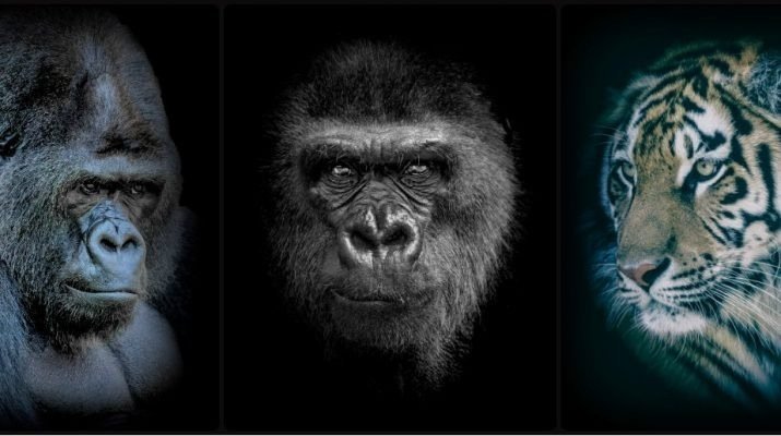 - © Sylvain Rolhion