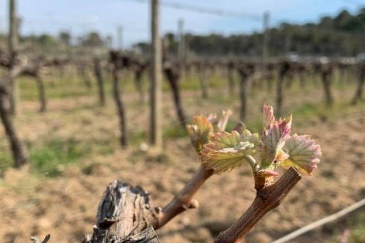 - © Domaine de l'Anglade