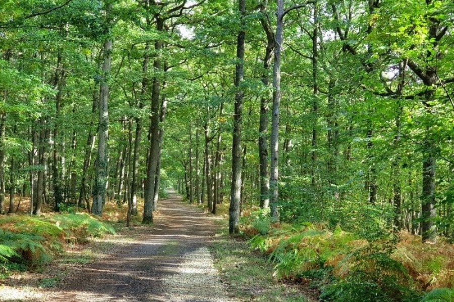 En Ile-de-France, réouverture des 39 forêts