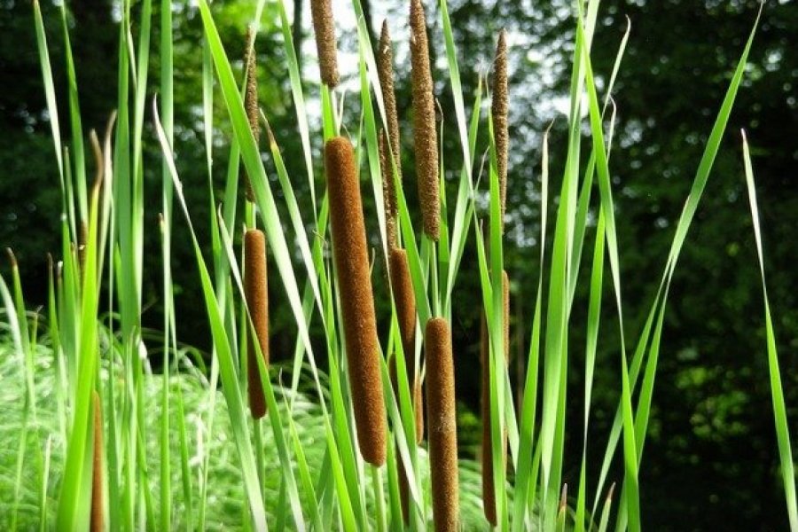 Les Jardins du Lornay : rouverture de l'incontournable bambouseraie