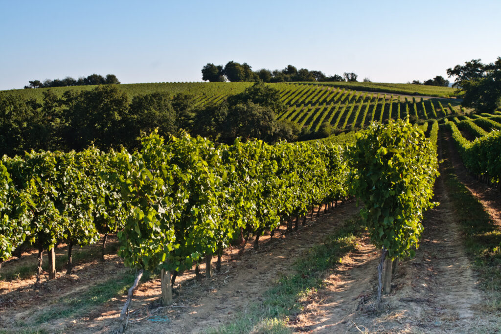 Vignoble dans le Gers 