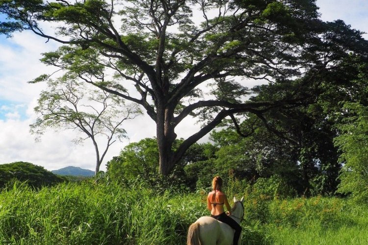 - © Horse Jungle - Costa Rica