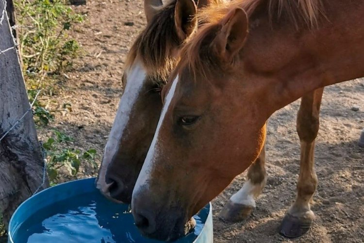 - © Horse Jungle - Costa Rica
