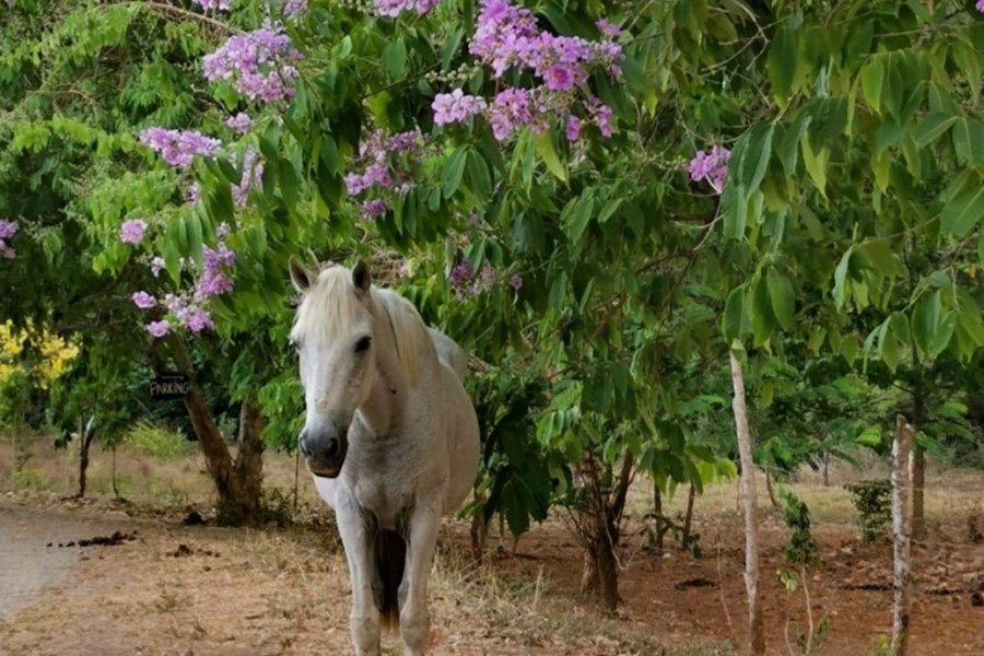 Horse Jungle lance une campagne de crowdfunding