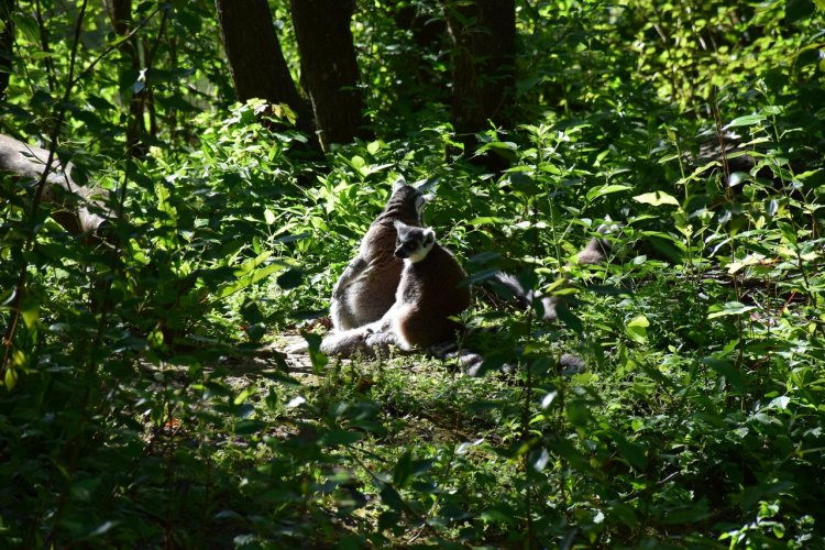 Le parc de Clères - © Département de la Seine-Maritime