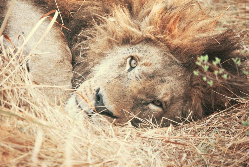 Agence Damarana - Lion à Chobe - © Damarana