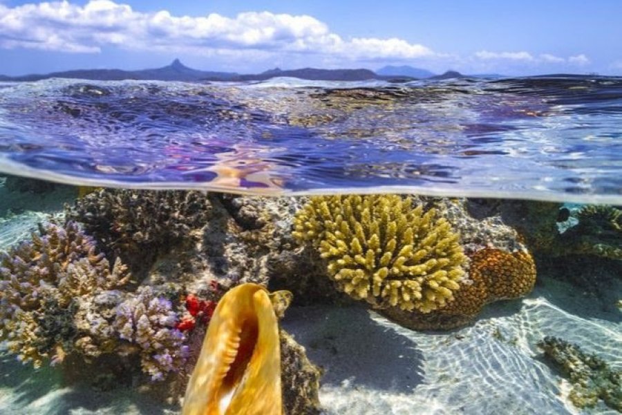 Sortie de l'état d'urgence sanitaire à Mayotte : le Jardin Maoré nous attend !