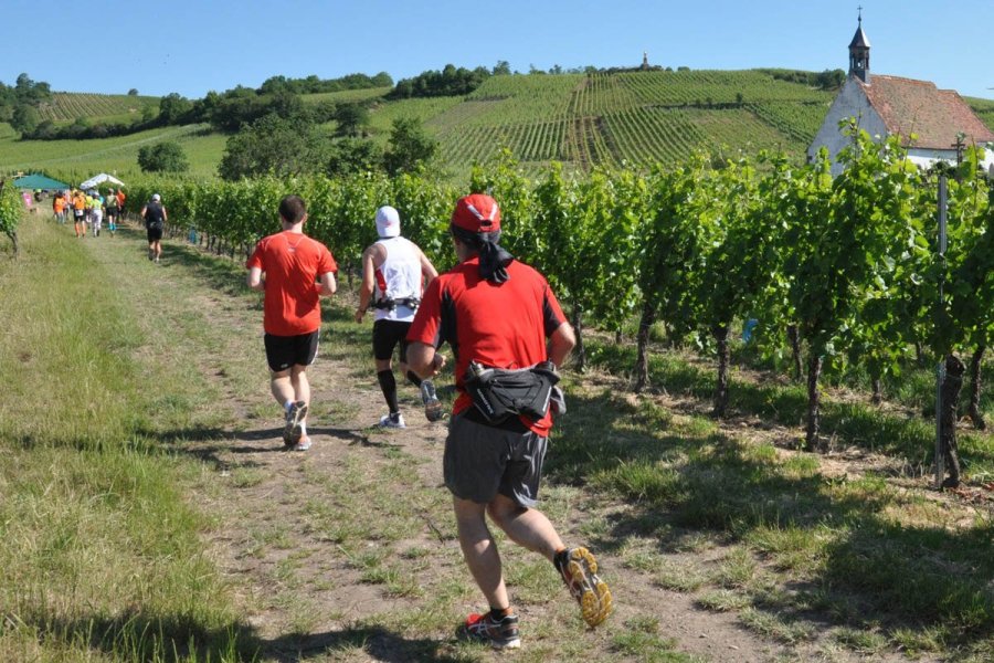 Course au travers des vignobles d'Alsace