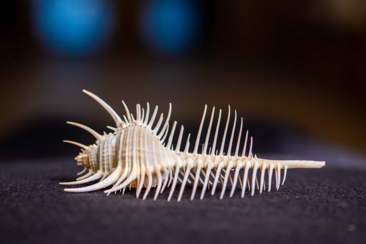 World of Seashells - © World of Seashells