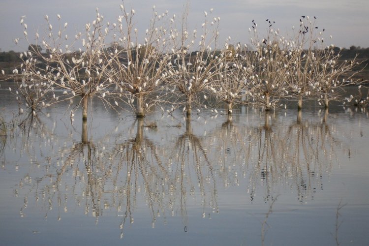 Estany d'Ivars i Vila-sana - © DR