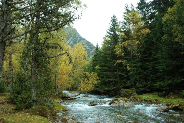 Parc Natural Alt Pirineu. Arxiu Parc Natural - © DR