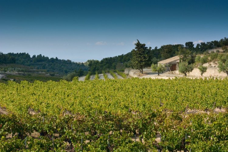 La Olivera de Les Monges - © DR