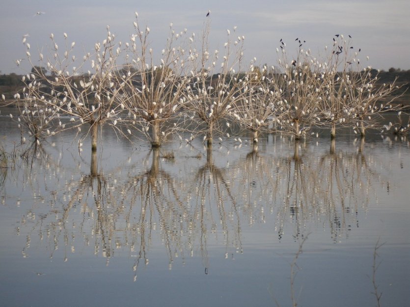 Estany d'Ivars i Vila-sana - © DR