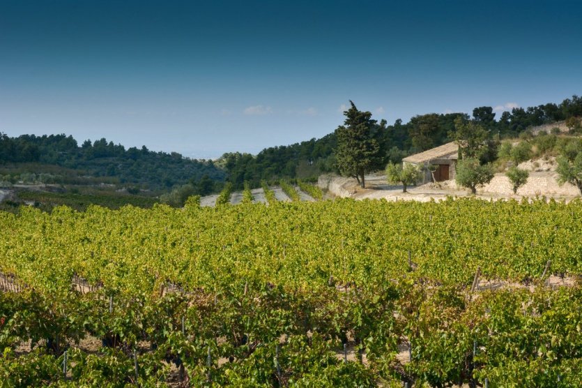 La Olivera de Les Monges - © DR