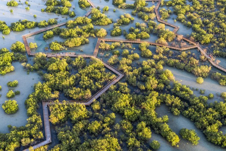 3. S’enfoncer au cœur de la mangrove au Jubail Mangrove Park La mangrove recouvre environ 150 km² de côtes aux Emirats et joue le rôle de « poumon vert » pour les villes. En effet, les mangroves ont la capacité de retenir le carbone et donc de réduire les gaz à effet de serre. A Abu Dhabi, une grande partie de la mangrove est sous la protection d’un parc national et abrite près de 60 000 espèces d’oiseaux et d’animaux marins. Ouvert début 2020, le tout nouveau Mangrove Park sur l’île de Jubail propose de découvrir cet écosystème si particulier et emblématique de la capitale des Emirats. Cette île située entre Yas et Saadiyat fait actuellement l’objet d’un grand plan d’aménagement immobilier et écotouristique. Un nouveau réseau de passerelles sur pilotis serpente sur 9 hectares à travers la mangrove autour de l’île et fait partie d’un projet développé par Modon Properties qui vise à valoriser cet écosystème unique et précieux. La longue promenade en bois permet aux résidents et aux visiteurs de profiter de c - © visitabudhabi