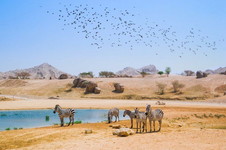 5. Vivre un safari écotouristique à l’oriental sur l’île de Sir Bani Yas Bien différente des autres îles de l’émirat, Sir Bani Yas offre une expérience de nature à l’état sauvage. Paradis des activités de plein air et de l’aventure, cette île de 87km² abrite sur plus de la moitié de son territoire l’Arabian Wildlife Park, une vaste réserve animalière protégée comptant plus de 13 000 animaux en liberté. Créée notamment pour protéger des espèces menacées, la réserve permet aujourd’hui d’aller à la rencontre d’oryx d’Arabie, de gazelles, de girafes, d’antilopes, d’autruches et même de guépards. Au programme d’un séjour sur Sir Bani Yas : safari en 4x4 à la découverte de la faune et flore locale, randonnée à travers les zones rocheuses de l’île sur les traces des animaux, excursion en VTT ou à cheval, kayak de mer à travers la mangrove ou vers le lagon des flamands roses, snorkeling pour tenter de croiser tortues ou dugongs… nature et animaux y sont partout à l’honneur. On peut séjourner dans des lodges au sein - © visitabudhabi