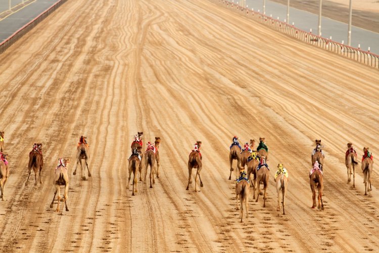 9. Assister à une course de dromadaires Les courses de dromadaires sont un sport traditionnel très populaire à Abu Dhabi, où il existe plusieurs « camelodromes » et d’importantes compétitions. Ce sont des événements particulièrement spectaculaires car, bien que cela soit peu connu, les dromadaires peuvent atteindre des pics de vitesse de 65km/h et maintenir une vitesse de 40km/h pendant plus d’une heure. Les courses ont lieu très tôt le matin pendant les week-ends et sont d’excellentes occasions de s’imprégner de la culture locale et de faire des rencontres avec des Emiratis. Beaucoup de bédouins ont encore des fermes de dromadaires dans le désert, où ces incroyables animaux sont élevés pour la course, pour le lait ou plus insolite, pour des concours de beauté ! - © visitabudhabi