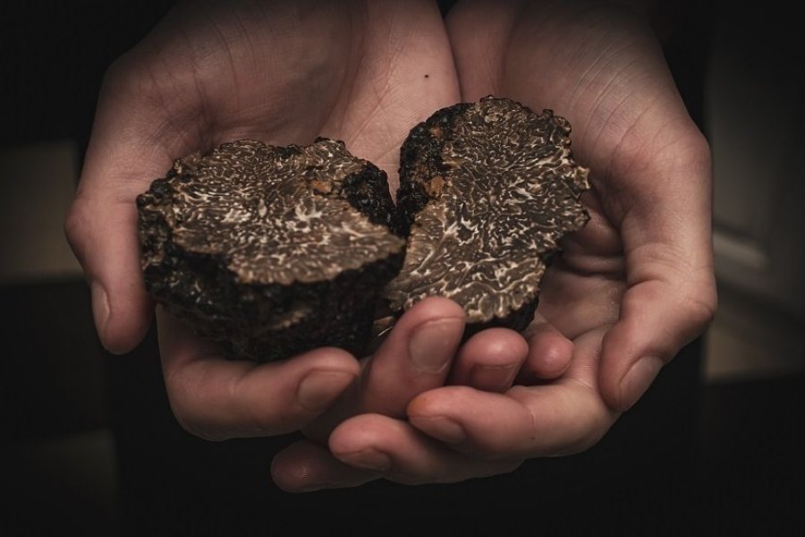10 façons de découvrir la truffe à Aups, au coeur des Lacs et Gorges du Verdon en 2025