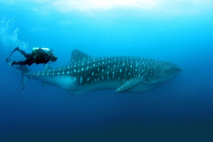 Top 10 des endroits dans le monde où nager avec des requins-baleines