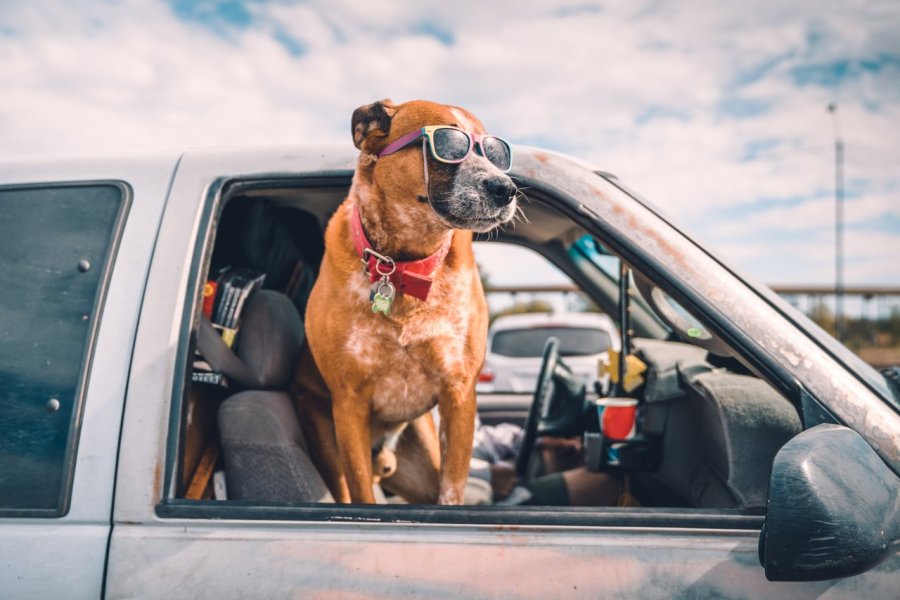 Comment bien organiser un départ en vacances avec son animal de compagnie ?