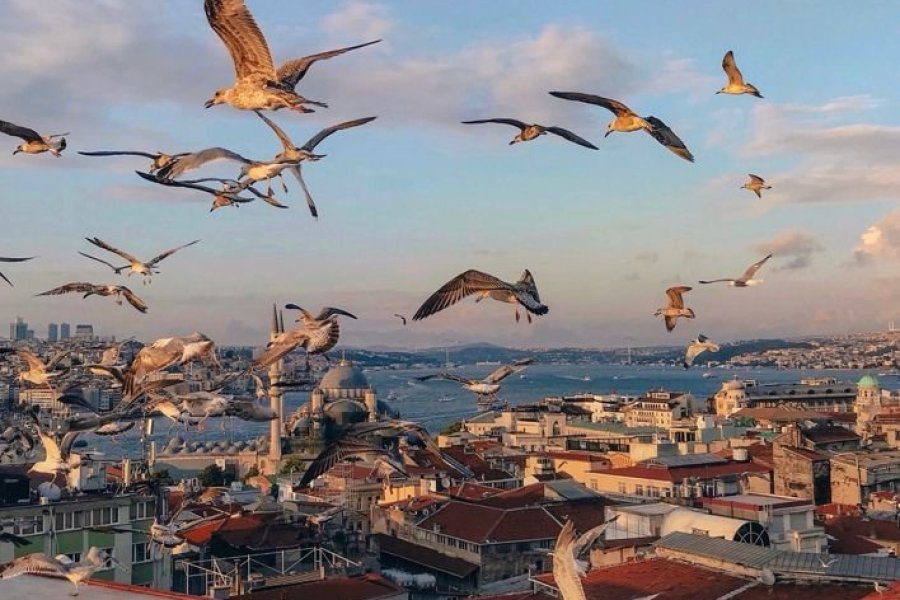 Tourisme médical : pourquoi choisir la Turquie pour une greffe de cheveux ?
